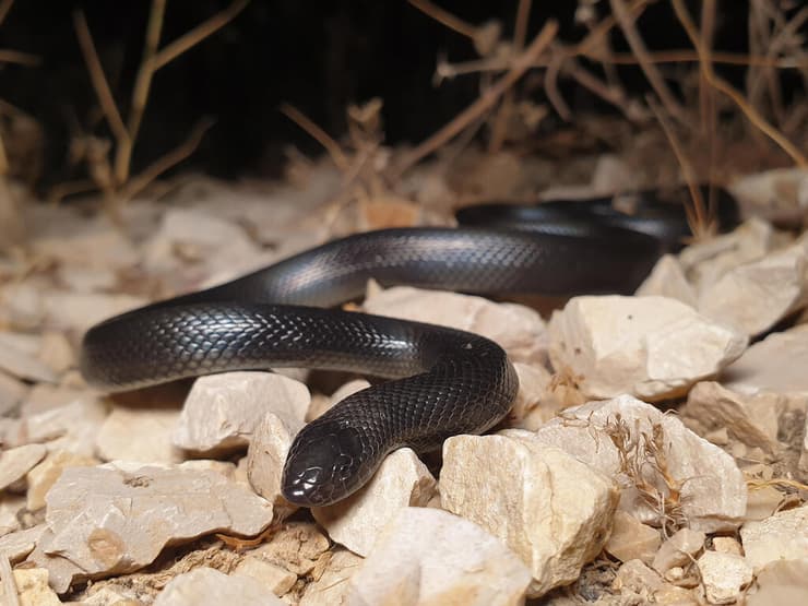 שרף עין גדי