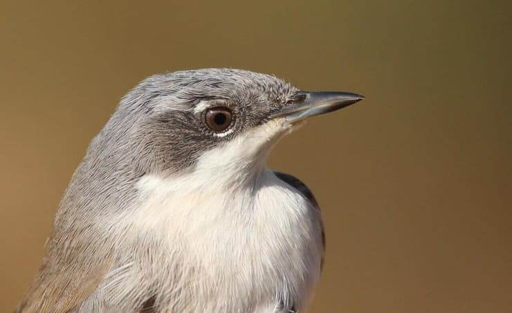 סבכי טוחנים, כפי שצולמה בירושלים
