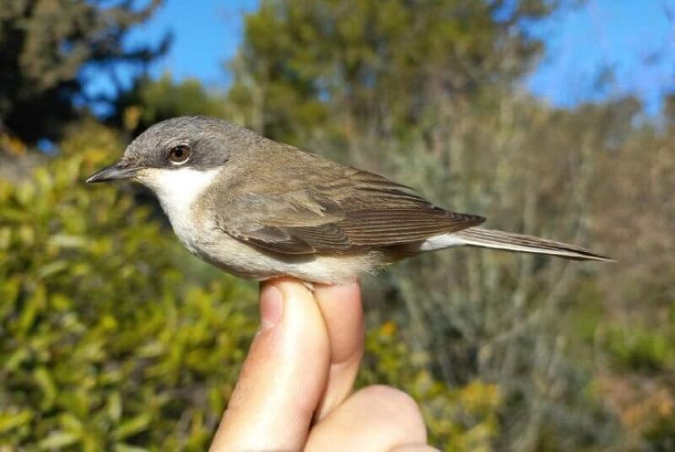 סבכי טוחנים. כ-3,000 ק"מ ב-69 ימים