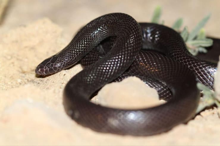 שרף עין גדי