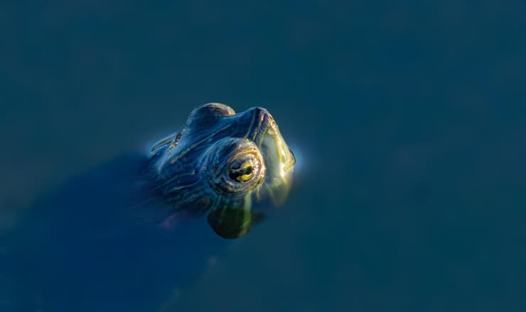 צב מים בפארק האקולוגי שבהוד השרון