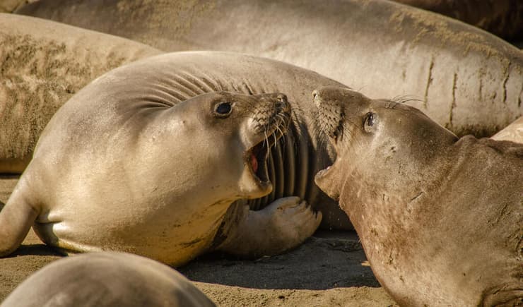 זוג אריות ים על חופי בקליפורניה