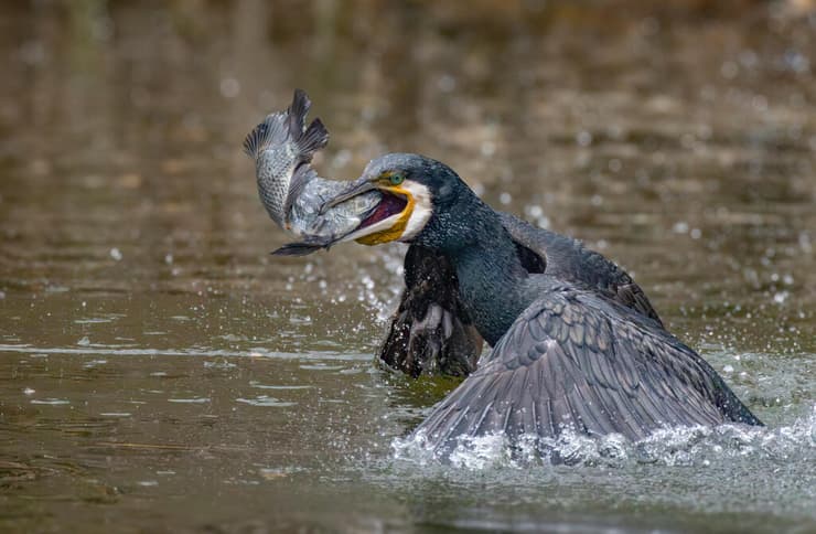 קורמורן ודג בפארק האקולוגי שבהוד השרון