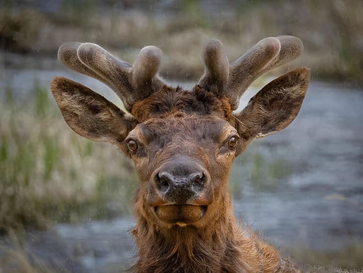 דישון בהרי הרוקי שבקולורדו