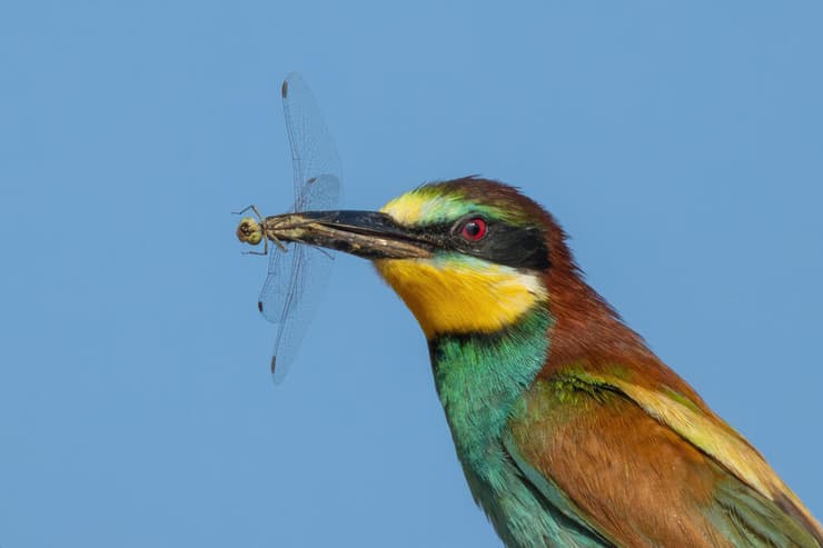 שרקרק מצוי בחדרה