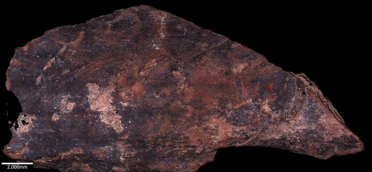 סריקה של דגימה ממערת עמוד (צילום: מתוך כתב העת Frontiers in Environmental Archaeology) סריקה של דגימה ממערת עמוד