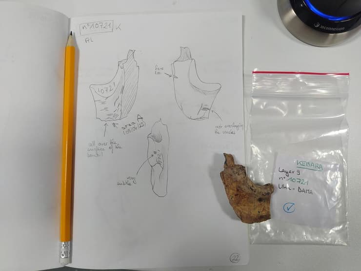 תיאור גרפי של דגימה ממערת כבארה (צילום: אנאל ז'אלון) תיאור גרפי של דגימה ממערת כבארה