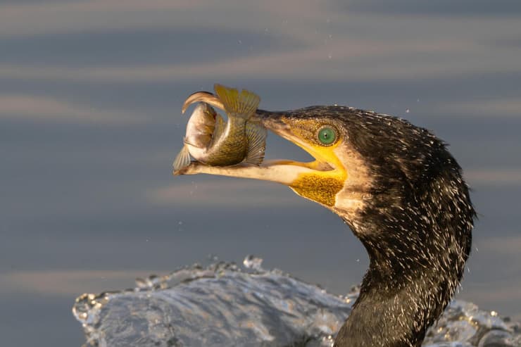 קורמורן בפארק האקולוגי שבהוד השרון