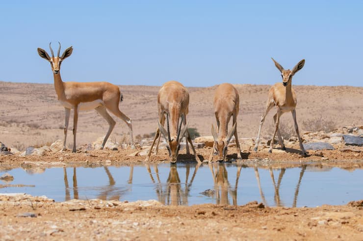 משפחה של צבאים בשלולית ביישוב עזוז