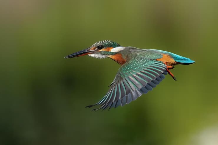 שלדג גמדי בפארק הצפרות ראש ציפור