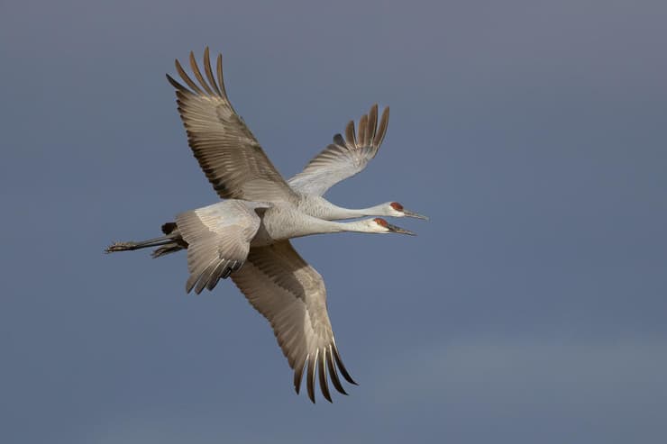זוג עגורים קנדיים בניו מקסיקו
