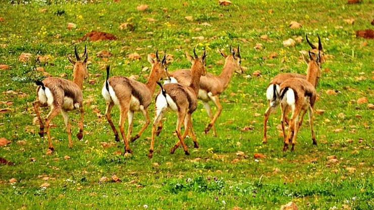 כמה מהצבאים שנספרו באזור עפרה (צילום: שחר כפיר, רשות הטבע והגנים) כמה מהצבאים שנספרו באזור עפרה