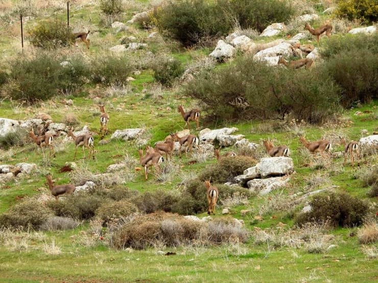 עדר גדול של צבאים (צילום: שחר כפיר, רשות הטבע והגנים) עדר גדול של צבאים