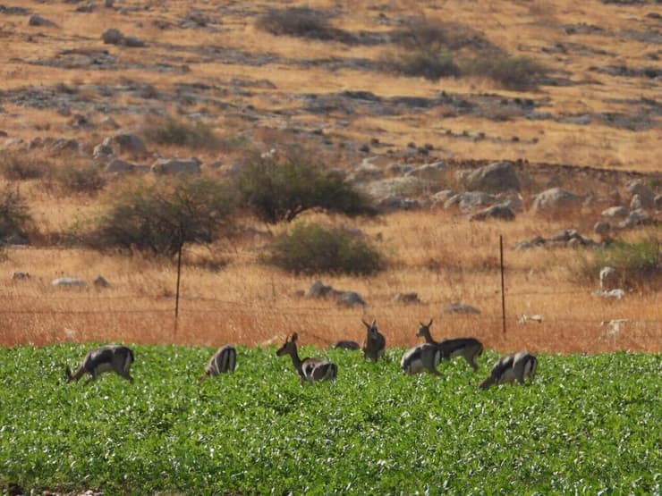 צבאים באזור עפרה (צילום: שחר כפיר, רשות הטבע והגנים) צבאים באזור עפרה