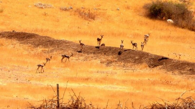 הצבאים התרבו בשנה האחרונה באזור עפרה (צילום: שחר כפיר, רשות הטבע והגנים) הצבאים התרבו בשנה האחרונה באזור עפרה