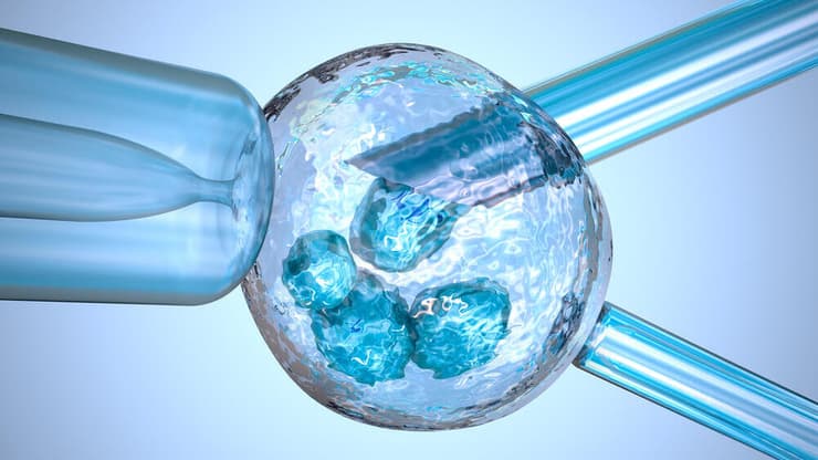 הפריה חוץ גופית