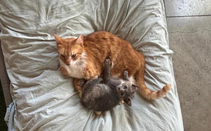 מאוסי וג'ינג'י