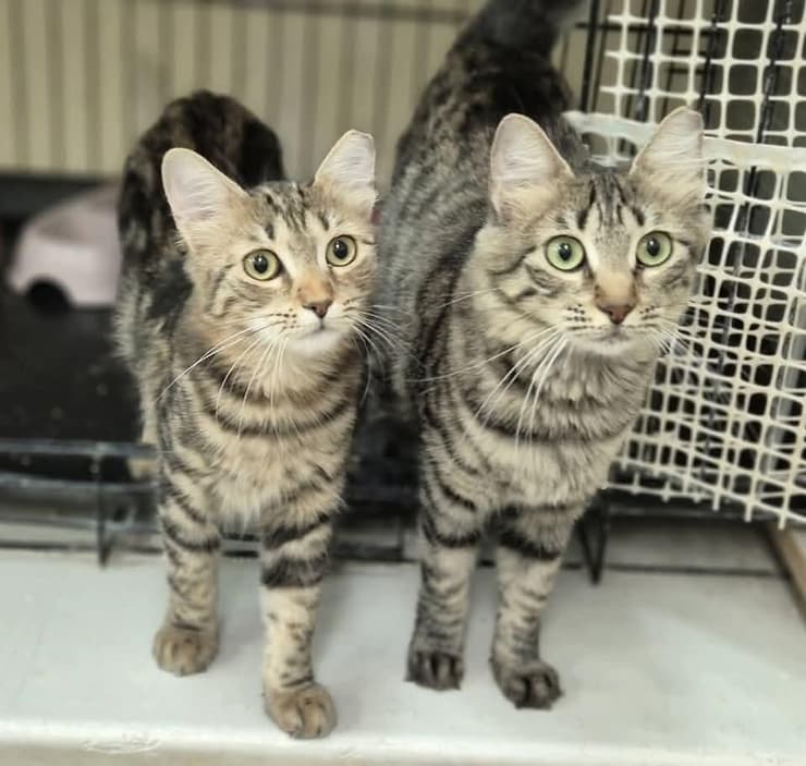 אינז ודייזי 