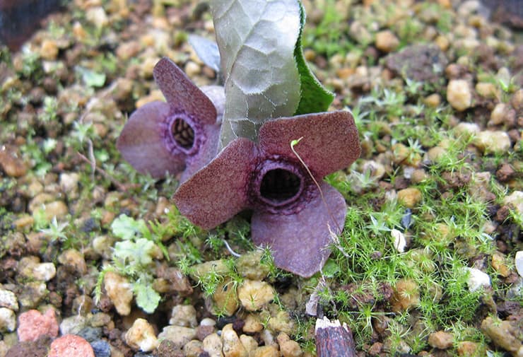 חלק מהמינים שנחקרו כמעט חסרי ריח, אחרים מדיפים ניחוח עז של בשר מרקיב, ואילו מינים נוספים מפיצים ריח המזכיר פטריות. הצמח Asarum blumei (צילום: KENPEI, Wikipedia) חלק מהמינים שנחקרו כמעט חסרי ריח, אחרים מדיפים ניחוח עז של בשר מרקיב, ואילו מינים נוספים מפיצים ריח המזכיר פטריות. הצמח Asarum blumei