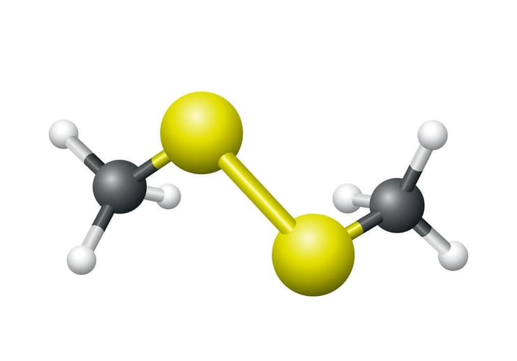 במינים המפיצים ריח מסריח בולטת קבוצת תרכובות גופרית, ובראשן דימתיל דיסולפיד. מולקולת דימתיל דיסולפיד (צילום: Peter Hermes Furian, Shutterstock) במינים המפיצים ריח מסריח בולטת קבוצת תרכובות גופרית, ובראשן דימתיל דיסולפיד. מולקולת דימתיל דיסולפיד