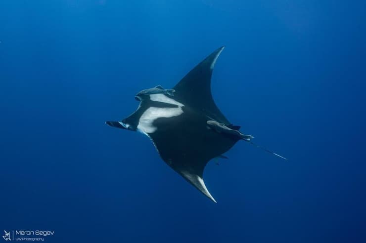 מנטת ענק במפרץ אילת (צילום: מירון שגב, עמותת כרישים בישראל) מנטת ענק במפרץ אילת