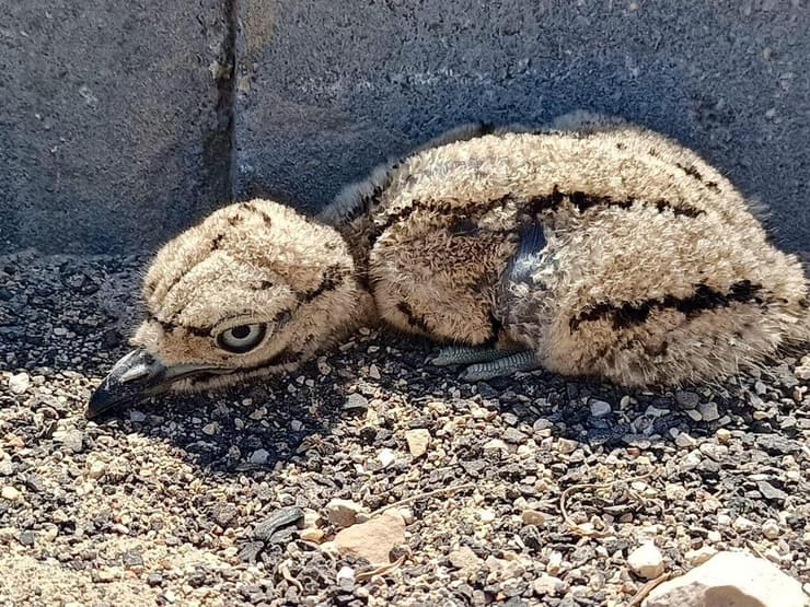 אחד האפרוחים