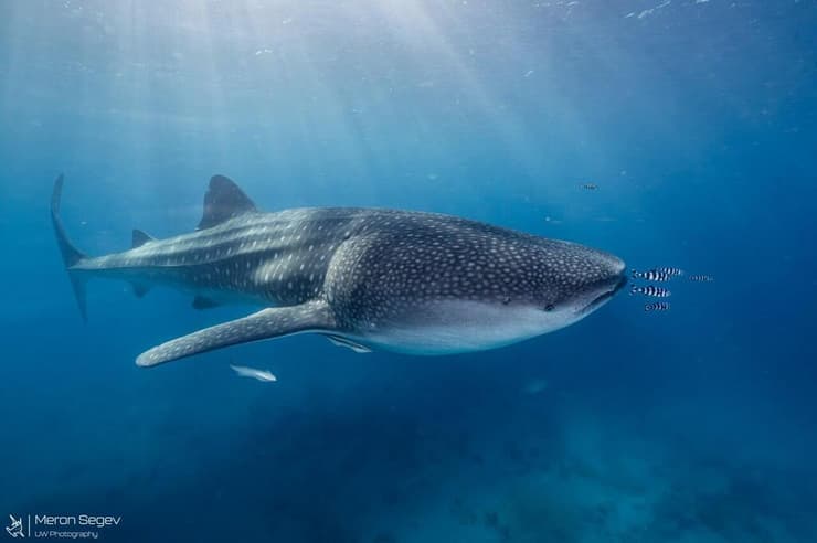 כריש לוויתן במפרץ אילת (צילום: מירון שגב, עמותת כרישים בישראל) כריש לוויתן במפרץ אילת