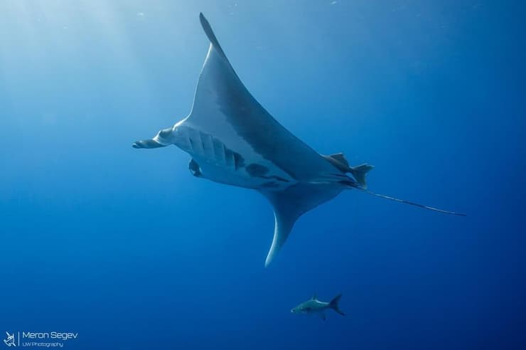 מנטת ענק במפרץ אילת (צילום: מירון שגב, עמותת כרישים בישראל) מנטת ענק במפרץ אילת