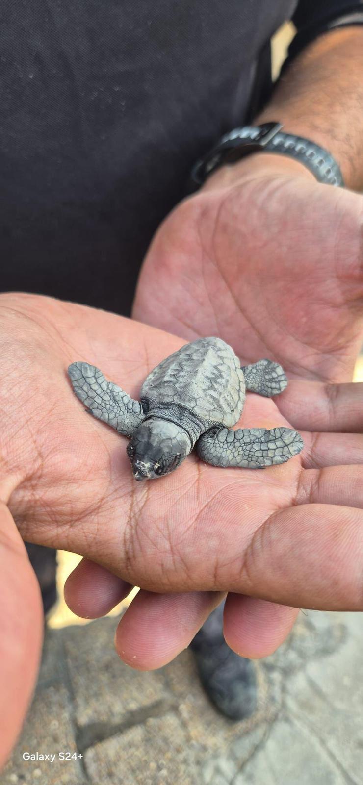 האבקוע נשלח למרכז להצלת צבי ים (צילום: איתי פרץ) האבקוע נשלח למרכז להצלת צבי ים