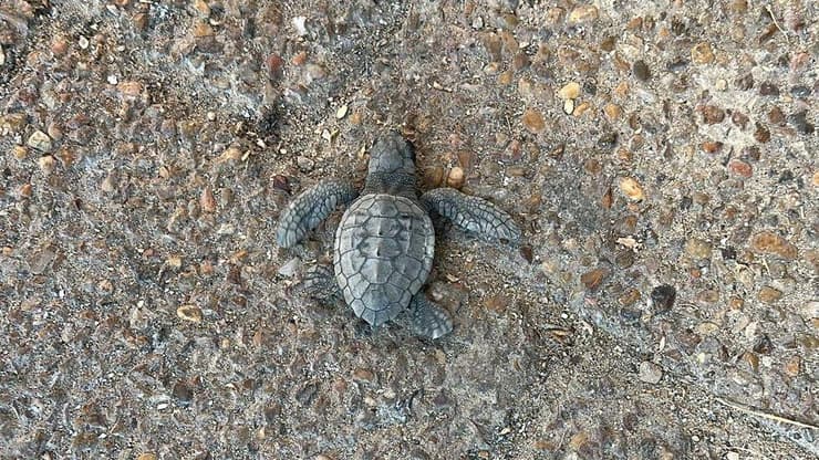 האבקוע בדרכו לתחנת המשטרה (צילום: איתי פרץ) האבקוע בדרכו לתחנת המשטרה