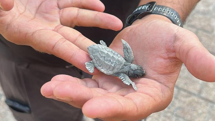 האבקוע התבלבל בשל זיהום האור (צילום: איתי פרץ) האבקוע התבלבל בשל זיהום האור