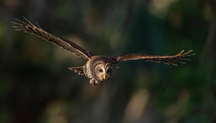 ינשוף ממין לילית אמריקנית