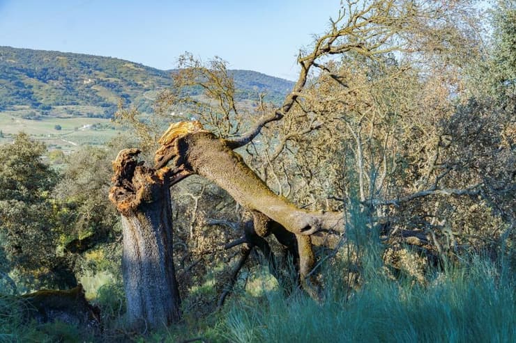 עץ אלון שנחצה בעקבות סופת ברקים