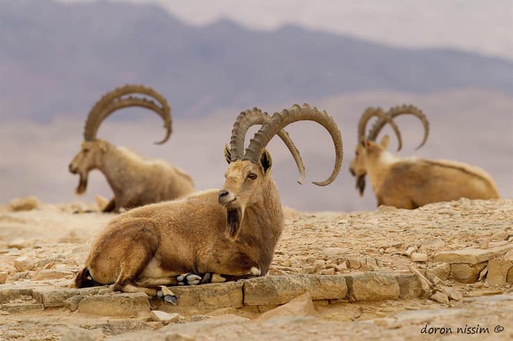 יעלים נוביים