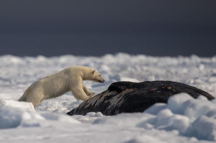 דובת הקוטב התקשתה לחדור את עורו של הלווייתן