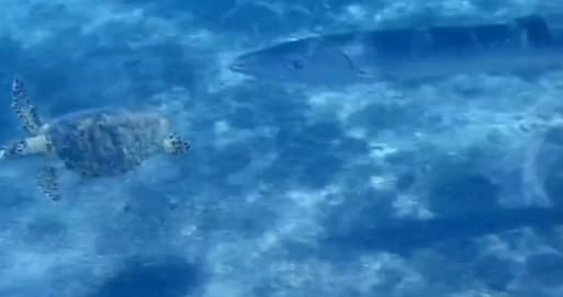 הברקודה רודפת אחר צב הים הקרני