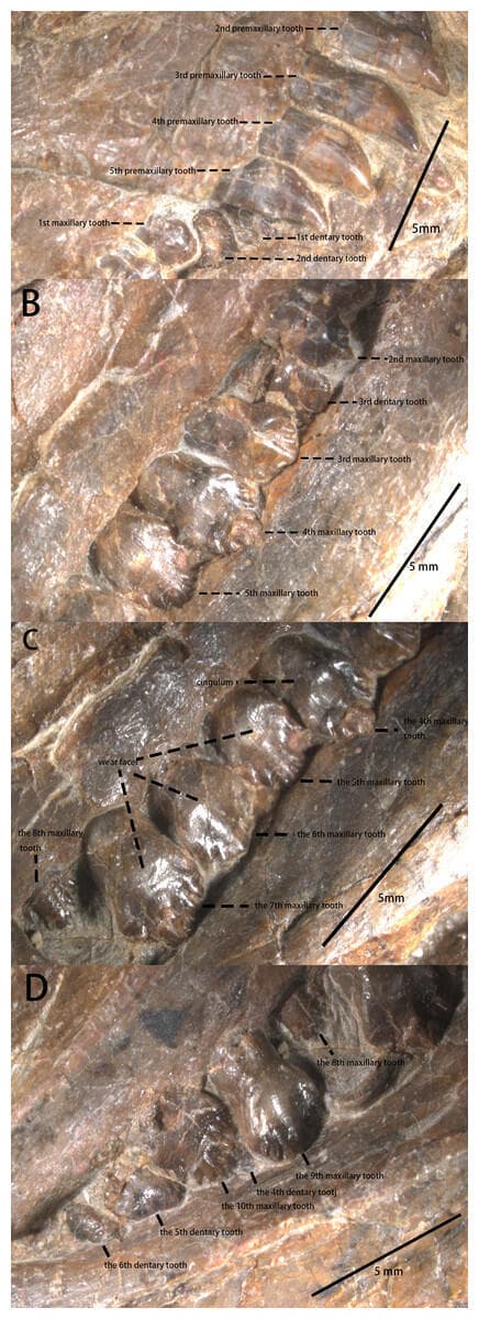 שיניו של הדינוזאור פולאוזאורוס צ'ינגלונג (צילום: Yunfeng Yang) שיניו של הדינוזאור פולאוזאורוס צ'ינגלונג