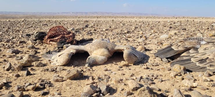 נשרים שהורעלו בדרום הארץ באוקטובר 2021