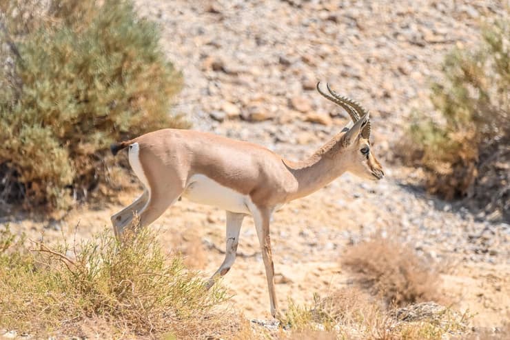 צבי ארץ-ישראלי