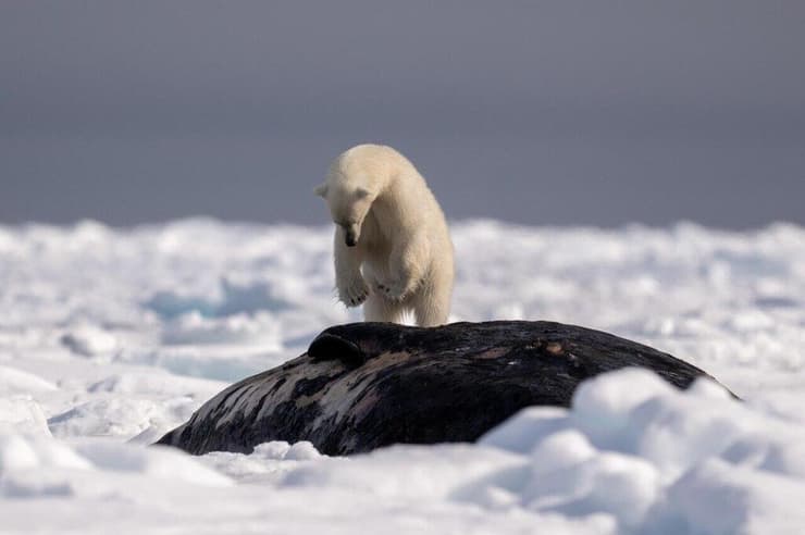 דובת הקוטב עומדת על הלווייתן המת