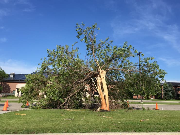 עץ שנפגע כתוצאה ממכת ברק