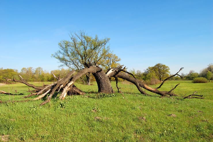 עץ שנפגע קשות כתוצאה מפגיעת ברק