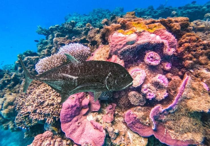 חיים ימיים שוקקים באיי קוק