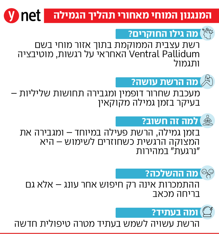 אינפו מחקר גמילה מקוקאין האוניברסיטה העברית