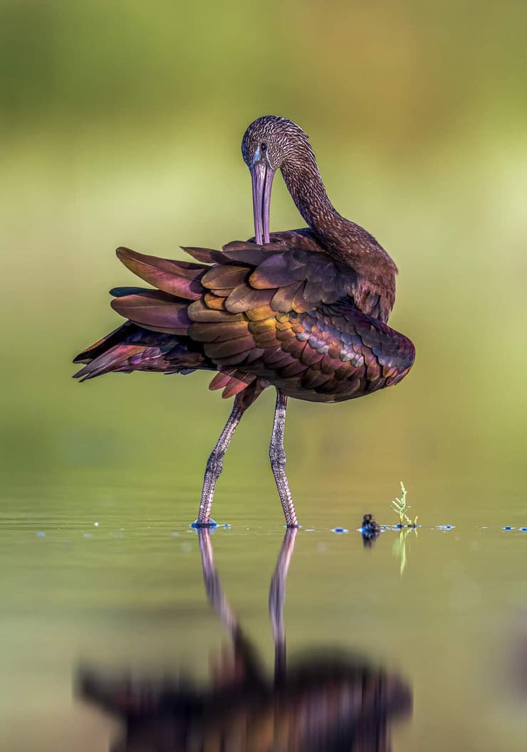 מגלן חום (צילום: באדיבות רפאל שמלו) מגלן חום