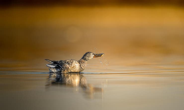 נקבת מרית צפונית (צילום: באדיבות רפאל שמלו) נקבת מרית צפונית