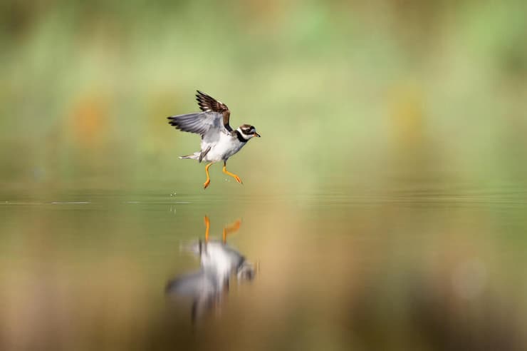 חופמי צווארון, מדלג על פני המים בתנועות קלות ועדינות, ומייצג את מהות החופש שבטבע (צילום: באדיבות רפאל שמלו) חופמי צווארון, מדלג על פני המים בתנועות קלות ועדינות, ומייצג את מהות החופש שבטבע