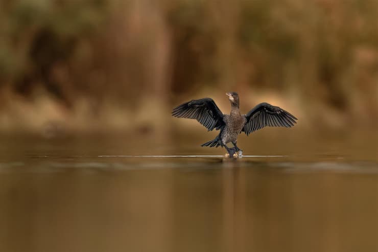 קורמורן גמדי מייבש את נוצותיו (צילום: באדיבות רפאל שמלו) קורמורן גמדי מייבש את נוצותיו