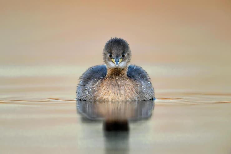 טבלן גמדי (צילום: באדיבות רפאל שמלו) טבלנים גמדי