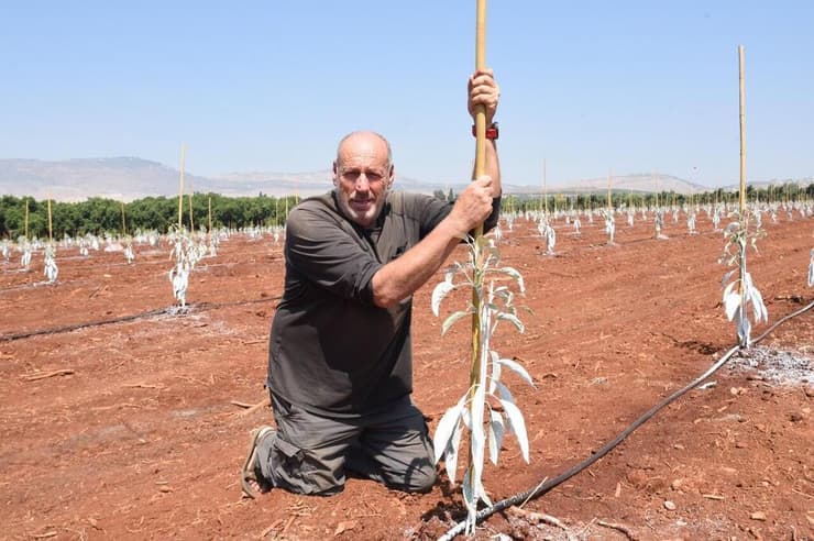 עצים חדשים באדמת הגליל העליון. עופר (פושקו) מושקוביץ